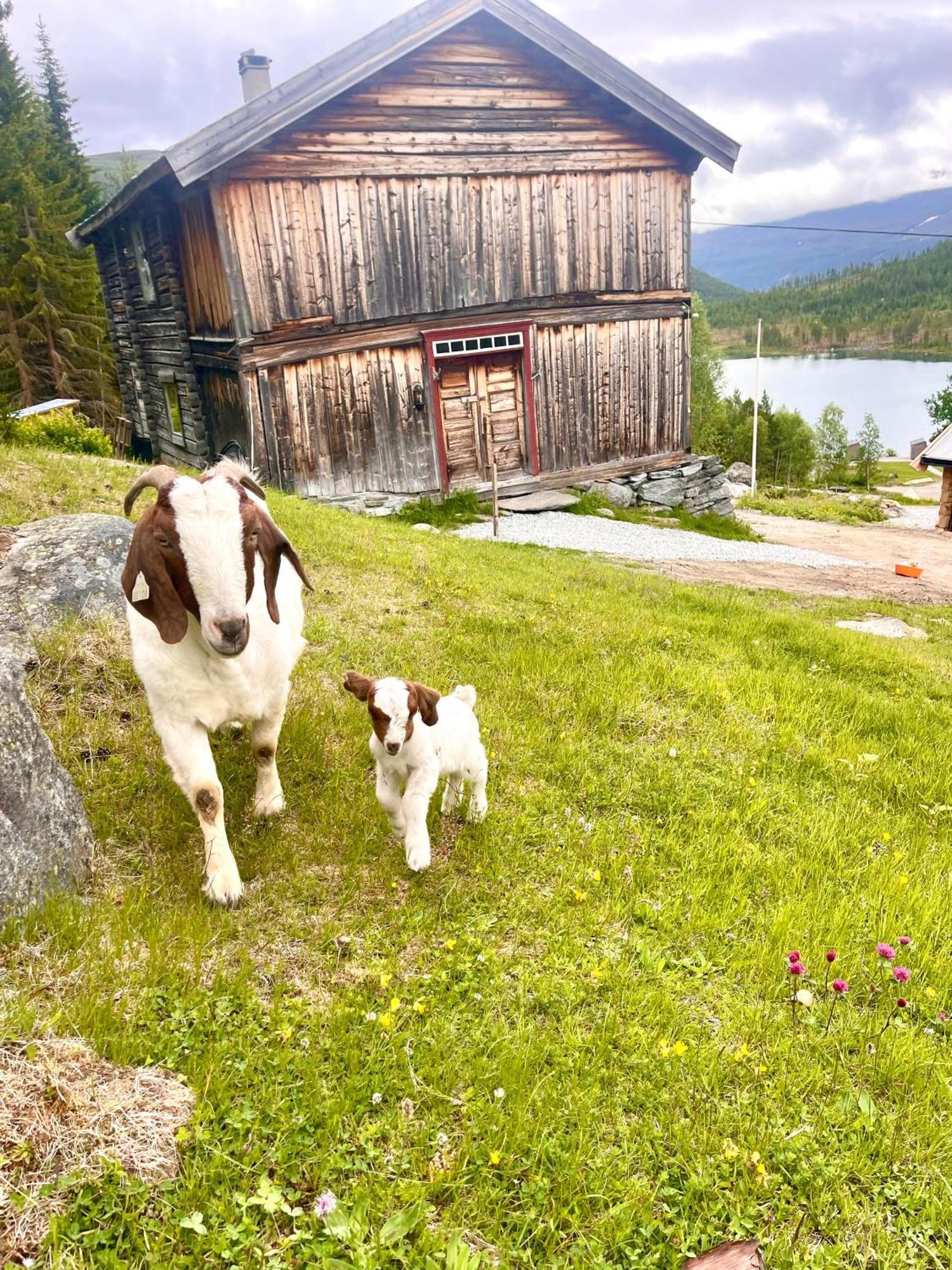 Skjåk Reinheimen Lodge מראה חיצוני תמונה